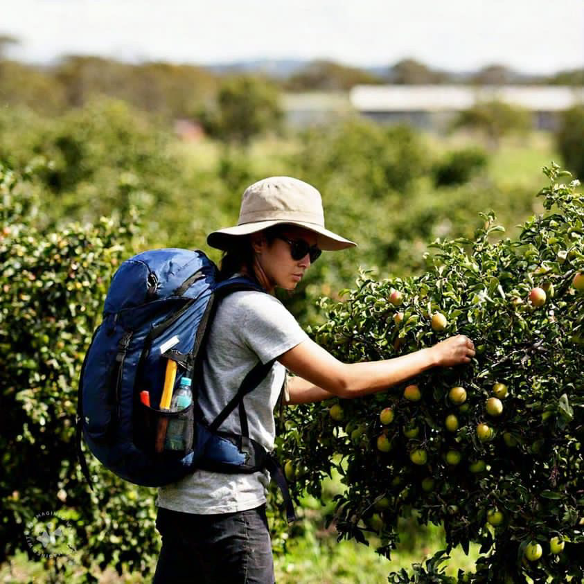 Fruit Picking Jobs in Australia